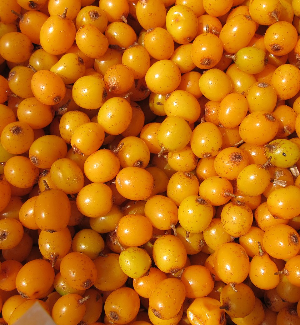 File:Wild Sea Buckthorn Berries - panoramio.jpg